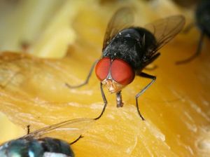 Catat! Ini 3 Bahan Alami yang Ampuh Basmi Lalat di Rumah