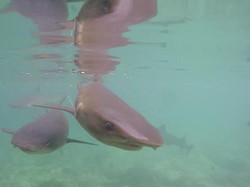 Pesan Dari Karimunjawa: Berhenti Makan Sirip Hiu