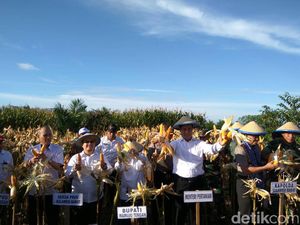 Daerah Ini Punya 19.000 Hektar Lahan Sawit yang Ditanami Jagung