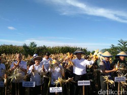 Daerah Ini Punya 19.000 Hektar Lahan Sawit yang Ditanami Jagung