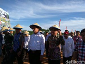 Produksi Jagung Tinggi, Sulbar Diincar Investor Bangun Pabrik Pakan