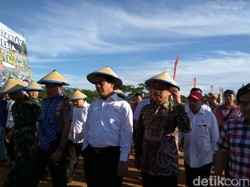 Produksi Jagung Tinggi, Sulbar Diincar Investor Bangun Pabrik Pakan