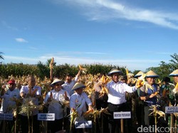 Stok Jagung RI Melimpah, Mentan: Bisa Diekspor