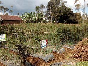 Jelang Ramadan, Petani di Garut Pastikan Pasokan Sayuran Aman