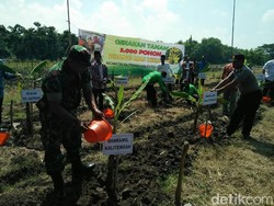 Ikon Baru Kabupaten Lamongan, Pisang Mas Kirana