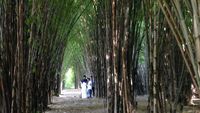 Bukan Jepang, Hutan Bambu Ini Asli Surabaya Rek!