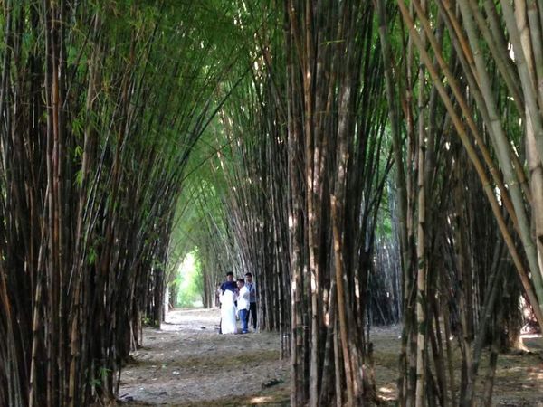 Bukan Jepang, Hutan Bambu Ini Asli Surabaya Rek!