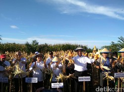 Sawit dan Jagung Satu Ladang, Mentan: Negara Kita Akan Kuat