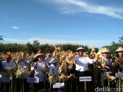 Sebut Ada Panen 10 Juta Ton, Kok Mentan Minta Impor Jagung?