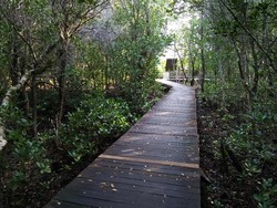 Tempat Liburan Kamu Selanjutnya: Hutan Mangrove Karimunjawa