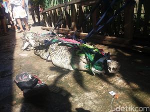 Tak Diberi Makan, Begini Kondisi Buaya yang Ditangkap di Kembangan