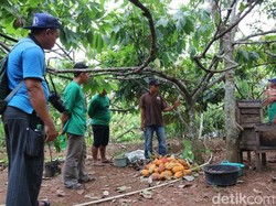 Produksi Kakao RI 400.000 Ton/Tahun, Cukupkah untuk Industri?