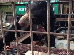 Beruang Madu Terluka Parah Terkena Jerat Babi di Aceh