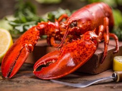 Menteri Susi Larang Nelayan Tangkap Lobster yang Bertelur!