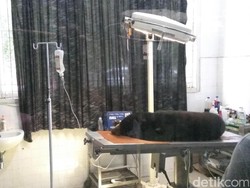 Tangan Beruang Madu yang Terkena Jerat Babi di Aceh Diamputasi