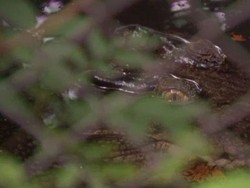 Terjebak Kebakaran, Buaya 70 Tahun Ditemukan Selamat dalam Rumah