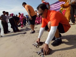 Kapolda Babel Lepaskan 100 Penyu di Pantai Tikus Emas