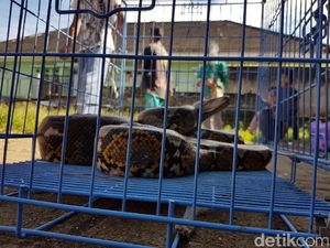 Nahas, Pelukis di Menteng Tewas Dililit Ular Sanca Peliharaannya