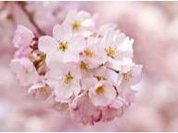 Jurus Kemenpar Tingkatkan Wisatawan Jepang