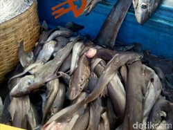 Polisi Tangkap Kapal Nelayan Bodong Bermuatan 300 Kg Hiu di Bali