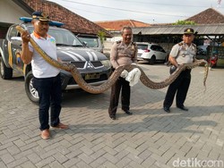 Ular Sanca 5,5 Meter Ditangkap Warga di Demak