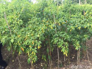 8 Cara Menanam Cabai Rawit agar Hasil Melimpah