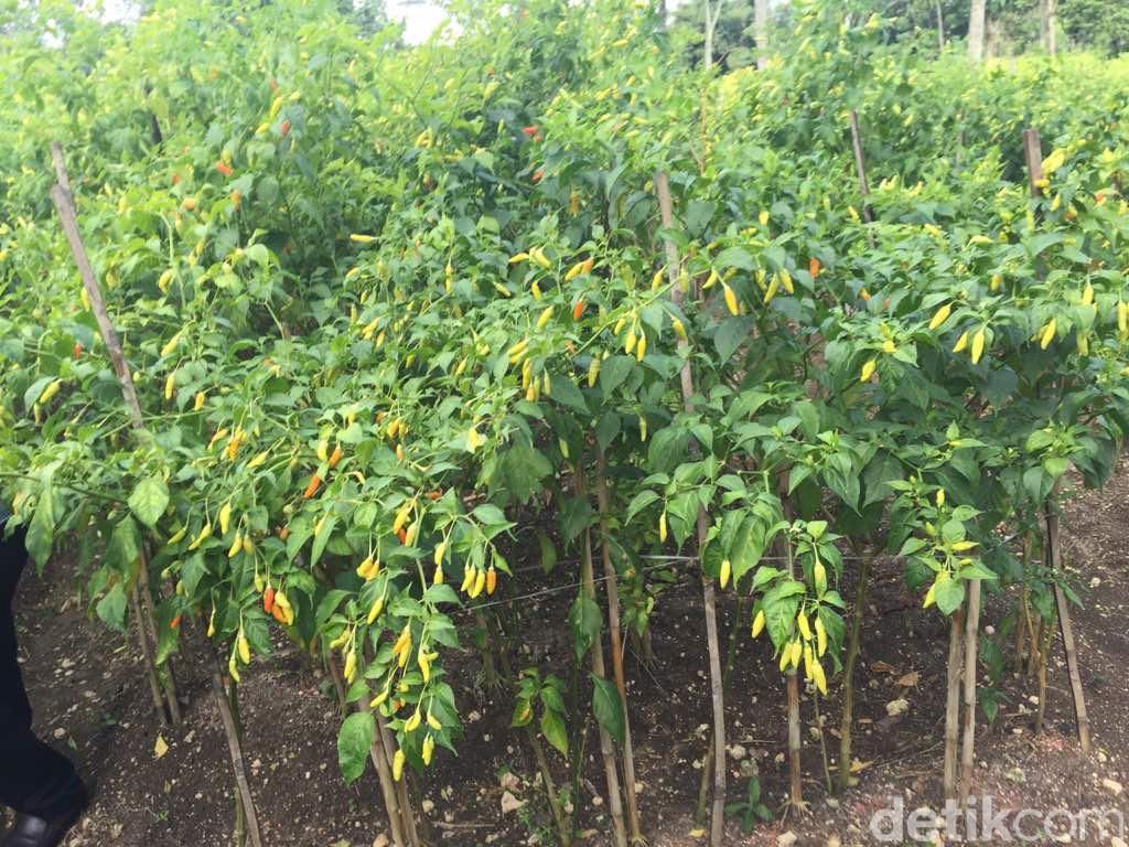 8 Cara Menanam Cabai Rawit agar Hasil Melimpah 8 Cara Menanam Cabai Rawit agar Hasil Melimpah