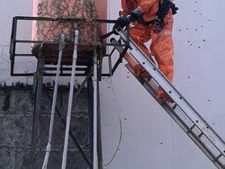 Sarang Tawon Selimuti Tangki Air, Warga Minta Tolong Damkar