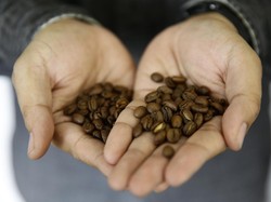 Diminati Luar Negeri, Ekspor Kopi RI Capai 500 Ribu Ton