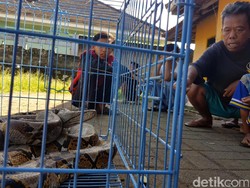 Hii...Sanca Kembang Sepanjang 5 Meter Ditemukan Menggeliat di Selokan