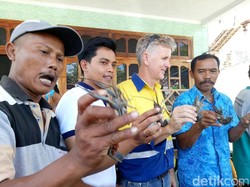 Tak Lagi Tangkap Baby Lobster, Nelayan Beralih ke Lobster Air Tawar