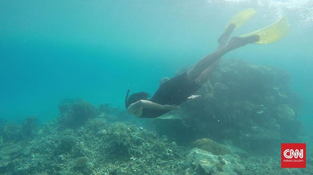 Snorkeling di Pulau Cemara Besar Karimunjaw