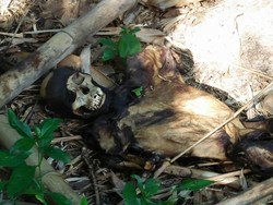 4 Pekan Hilang, Pria di Larantuka Ditemukan Sudah Jadi Kerangka