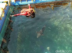Sensasi Berenang Sambil Memberi Makan Hiu di Banyuwangi Underwater