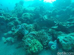 Diving di karimunjawa, Cemara Besar Tempatnya