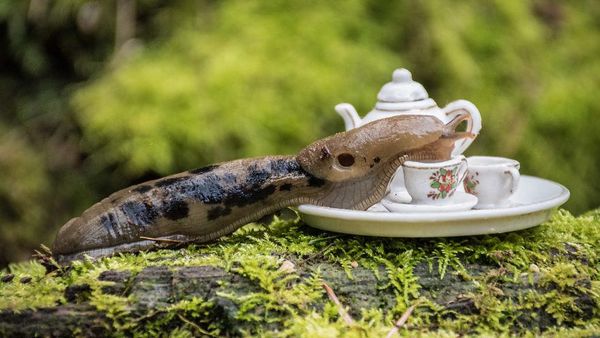 Begini Kalau Nongkrong Sambil Ngeteh di Hutan