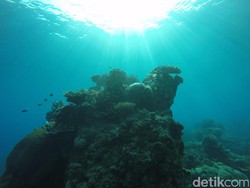 Bengkoang, Spot Diving Karimunjawa Rasa Bahama