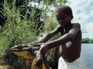 Katak Raksasa Juga Ada di Afrika, Beratnya 3 Kg!