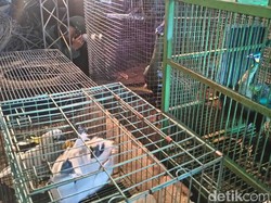 BBKSDA Jabar Sita 9 Satwa Dilindungi yang Dipelihara Warga Bandung