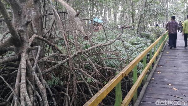 Hutan Bakau Raksasa dari Indragiri Hilir