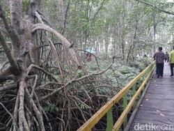 Ada Hutan Bakau Raksasa di Pedalaman Riau!