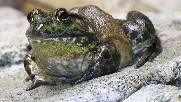 American Bullfrog.