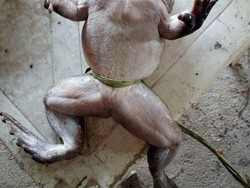 Daging Katak Raksasa di Enrekang Biasa Dikonsumsi dengan Tuak