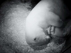 Bayi Kembar Beruang Kutub Lahir di Gold Coast