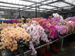 Terpesona Keindahan Anggrek di Taida Horticulture, Taiwan