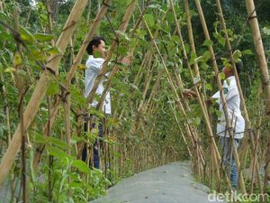 Menengok MTs Pakis, Sekolah Anak Mandiri di Lereng Gunung Slamet