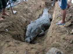 Buaya 5 Meter yang Dipancing Warga Aceh Singkil Mati