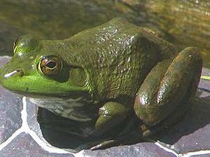 Ini Kajian MUI soal Hukum Konsumsi Daging Katak