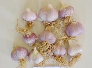 Mulai Tahun Depan Importir Wajib Tanam Bawang Putih