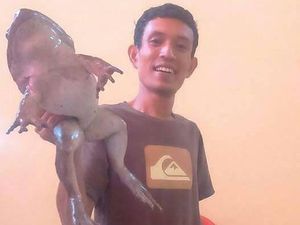 Penjelasan Peneliti LIPI Soal Katak Raksasa 1,5 Kg di Enrekang